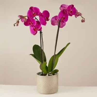 Purple Gospel - Why this plant is special: Purple is the color of spirituality, mystery, and wisdom. This purple orchid conquers all with its enigmatic beauty and presence. Perfect as a gift for a creative person who stands out for his or her talent.