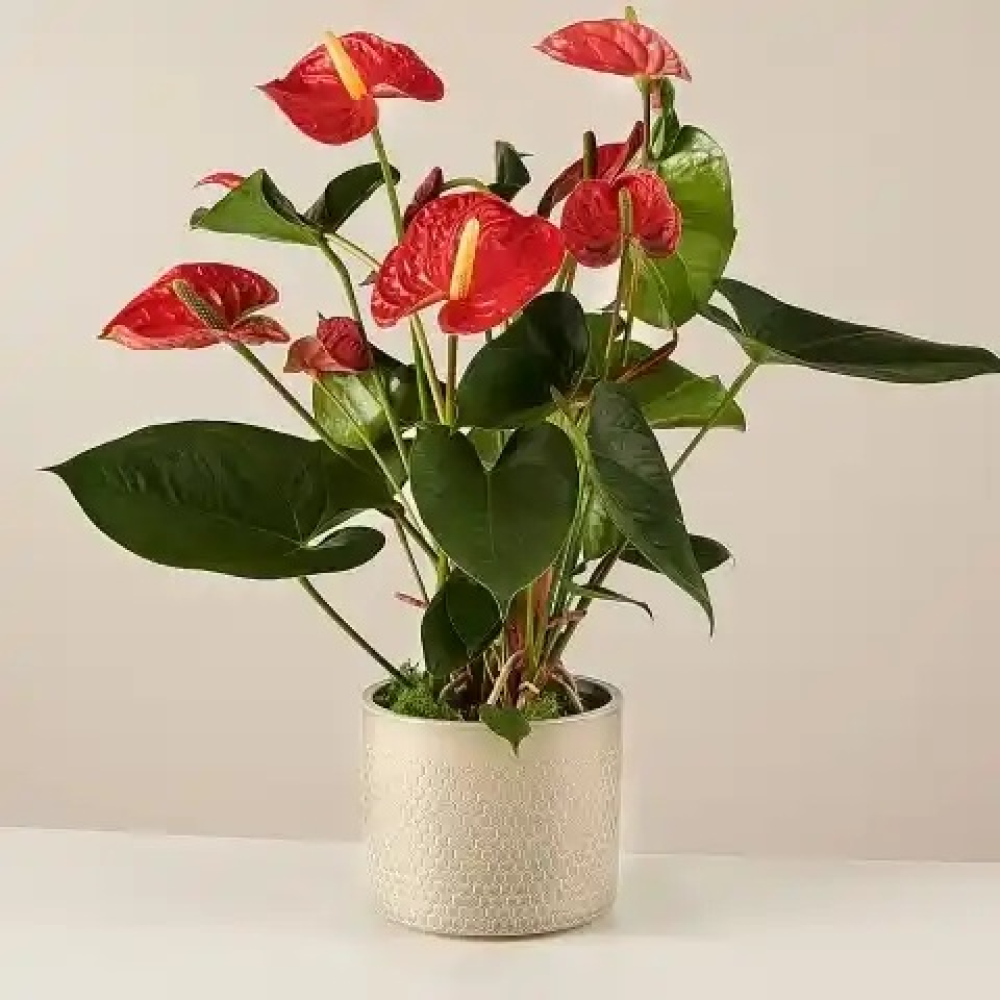 Red Anthurium