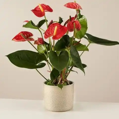 Red Anthurium - With its heart-shaped flowers, the red anthurium is the favorite plant for a romantic gesture on a special date. A purifying plant that does not need much care to look healthy. 

With a height of 60 cm