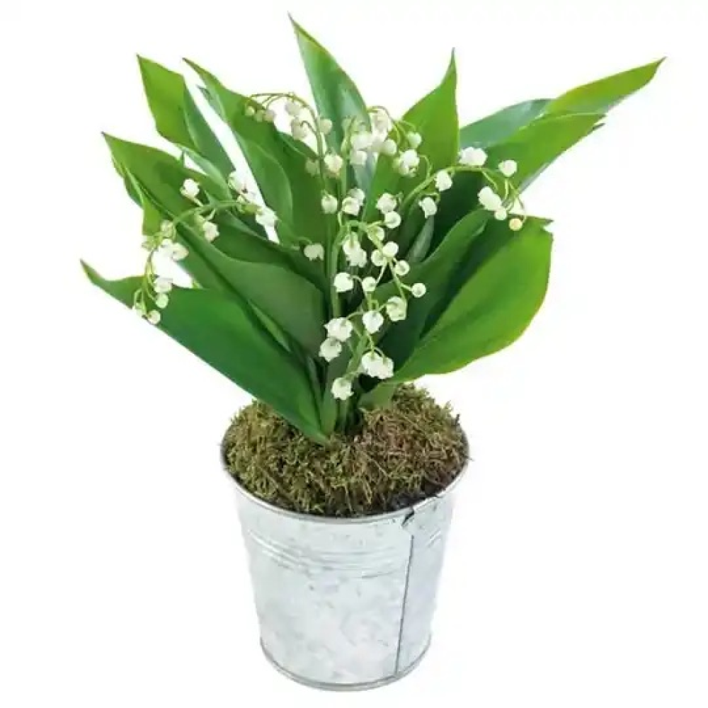 Lily of the valley in a pot
