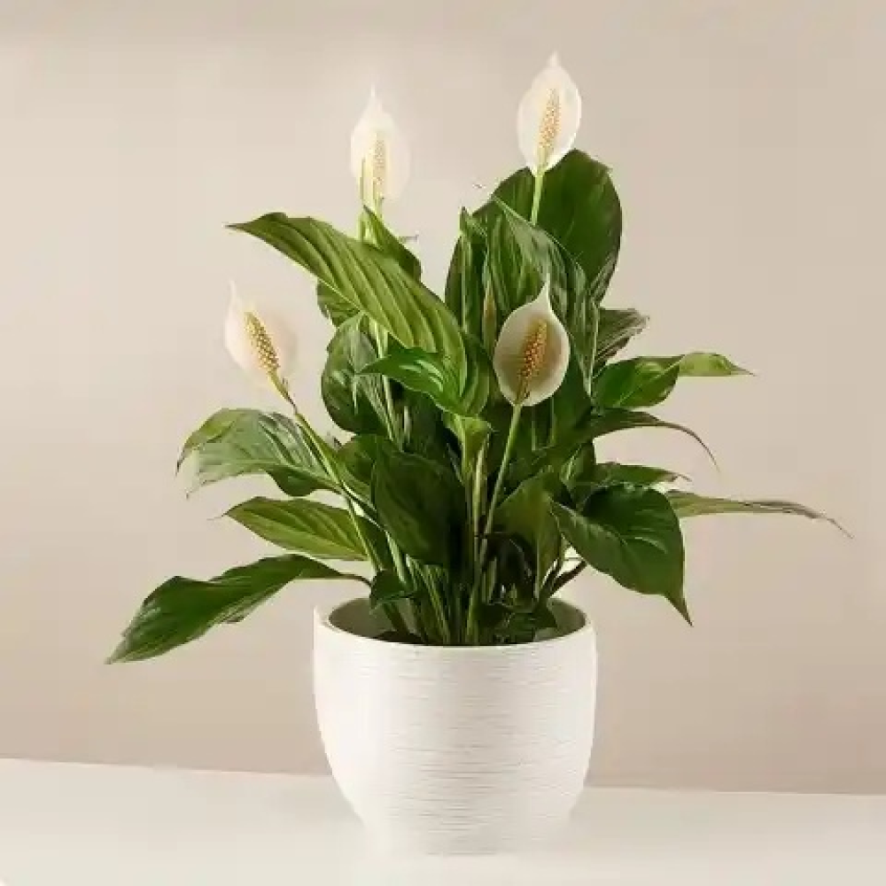 Peace Lily